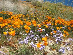 Wildflowers_at_California_Poppy_Reserve